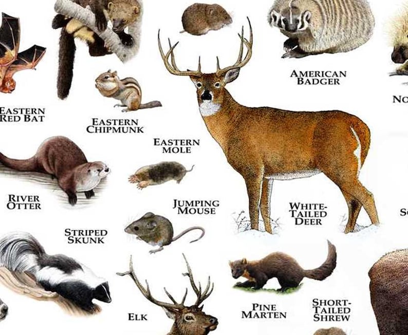 Mammals of Michigan Poster Print / Michigan Mammals Field Etsy