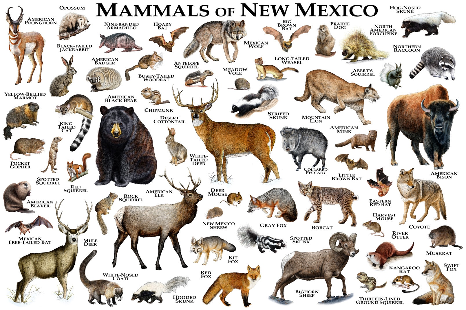 Mammals of New Mexico Poster Print / New Mexico Mammals Field Etsy