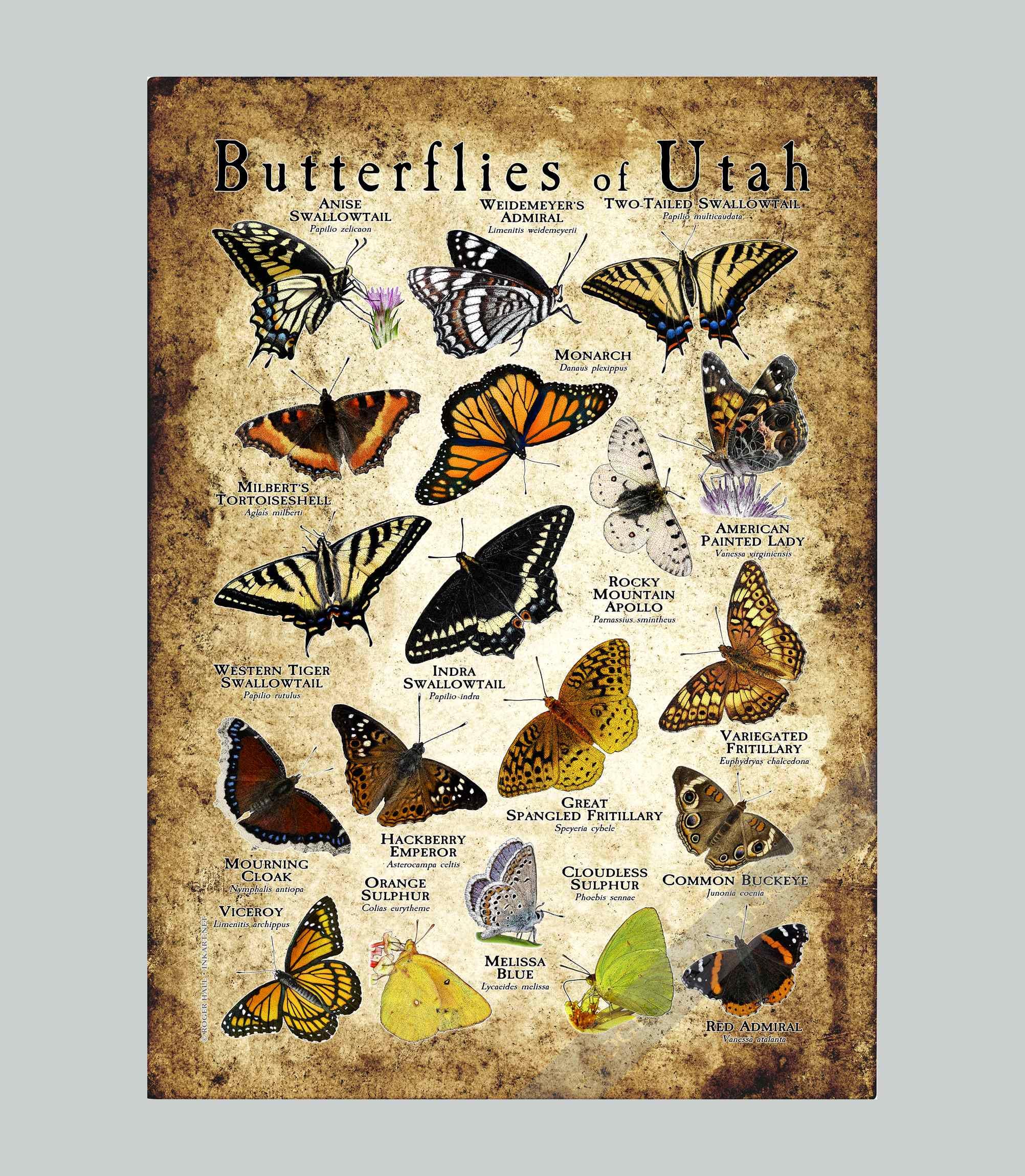 Butterflies of Utah Poster Print/field Guide - SIGNED BY ARTIST