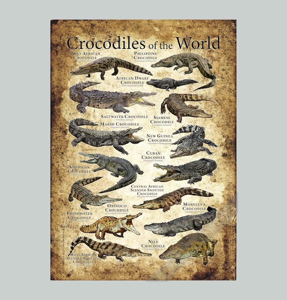 世界のワニのポスタープリント - アーティストのサイン入り! - Etsy 日本
