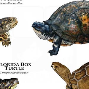 Box Turtles of North America Poster Print - SIGNED BY ARTIST! - Etsy