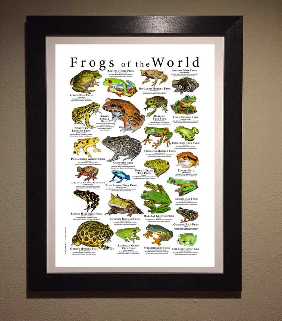Frogs of the World Poster Print - SIGNED BY ARTIST! - Etsy