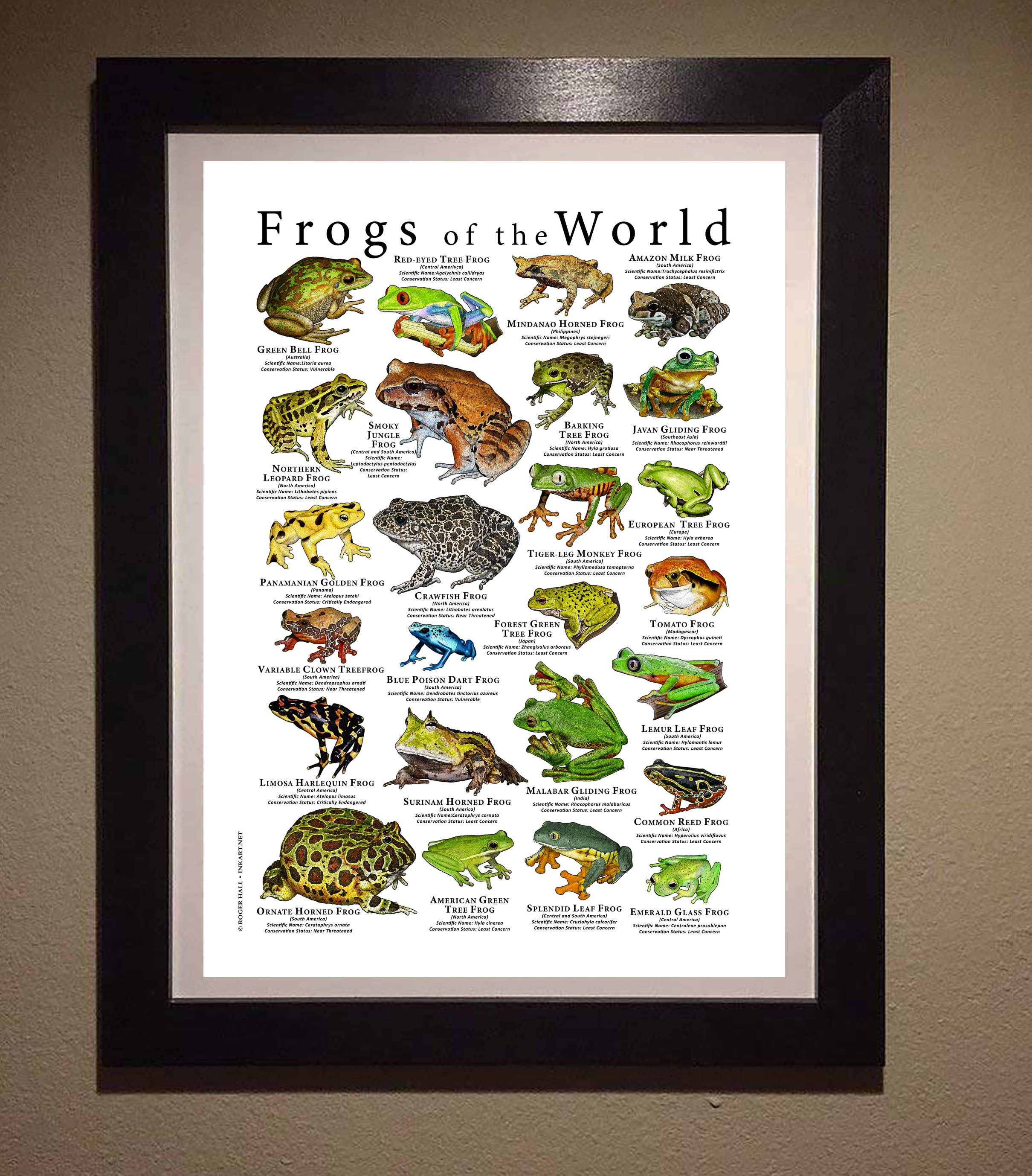Frogs of the World Poster Print - SIGNED BY ARTIST! - Etsy