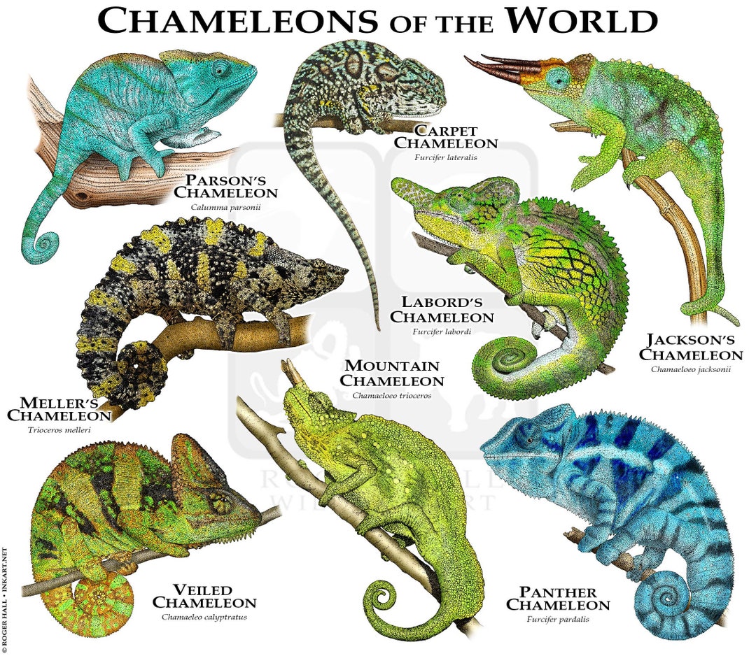 Meet Our Panther Chameleons » Wildlife »Holden Forests & Gardens