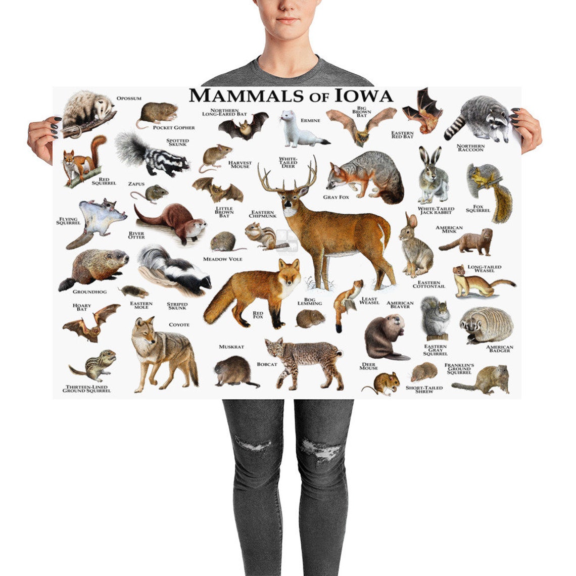 Mammals of Iowa Poster Print / Iowa Mammals Field Guide / Etsy