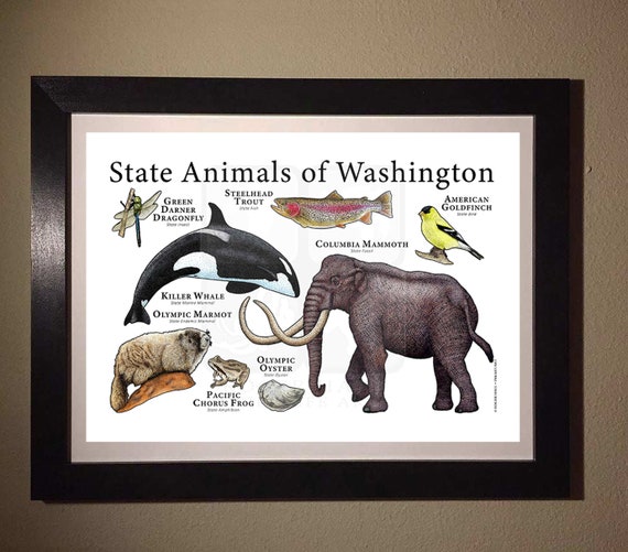 Washington State Animals Poster Print - Etsy Washington State Animals Poster Print - Etsy