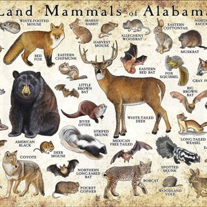 Posterafdruk landzoogdieren van Alabama / Veldgids Alabama zoogdieren / Animals of Alabama - GESIGNEERD DOOR KUNSTENAAR!