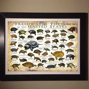 Freshwater Turtles of the United States Art Print / Field Guide image 3