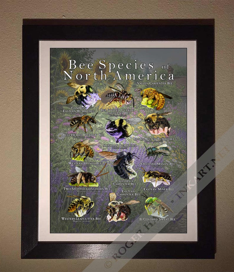 Bee Species of North America Poster Print - SIGNED BY ARTIST! - Etsy