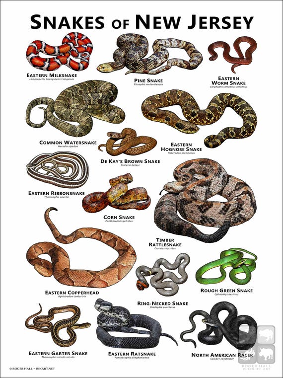 Snakes of New Jersey Poster Print/field Guide - SIGNED BY ARTIST