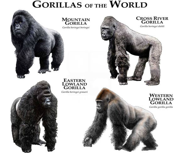 Gorillas the World Poster Print -