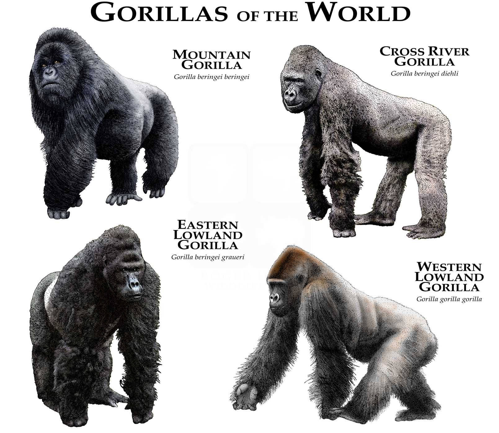 samtidig betale meget Gorillas of the World Poster Print - Etsy