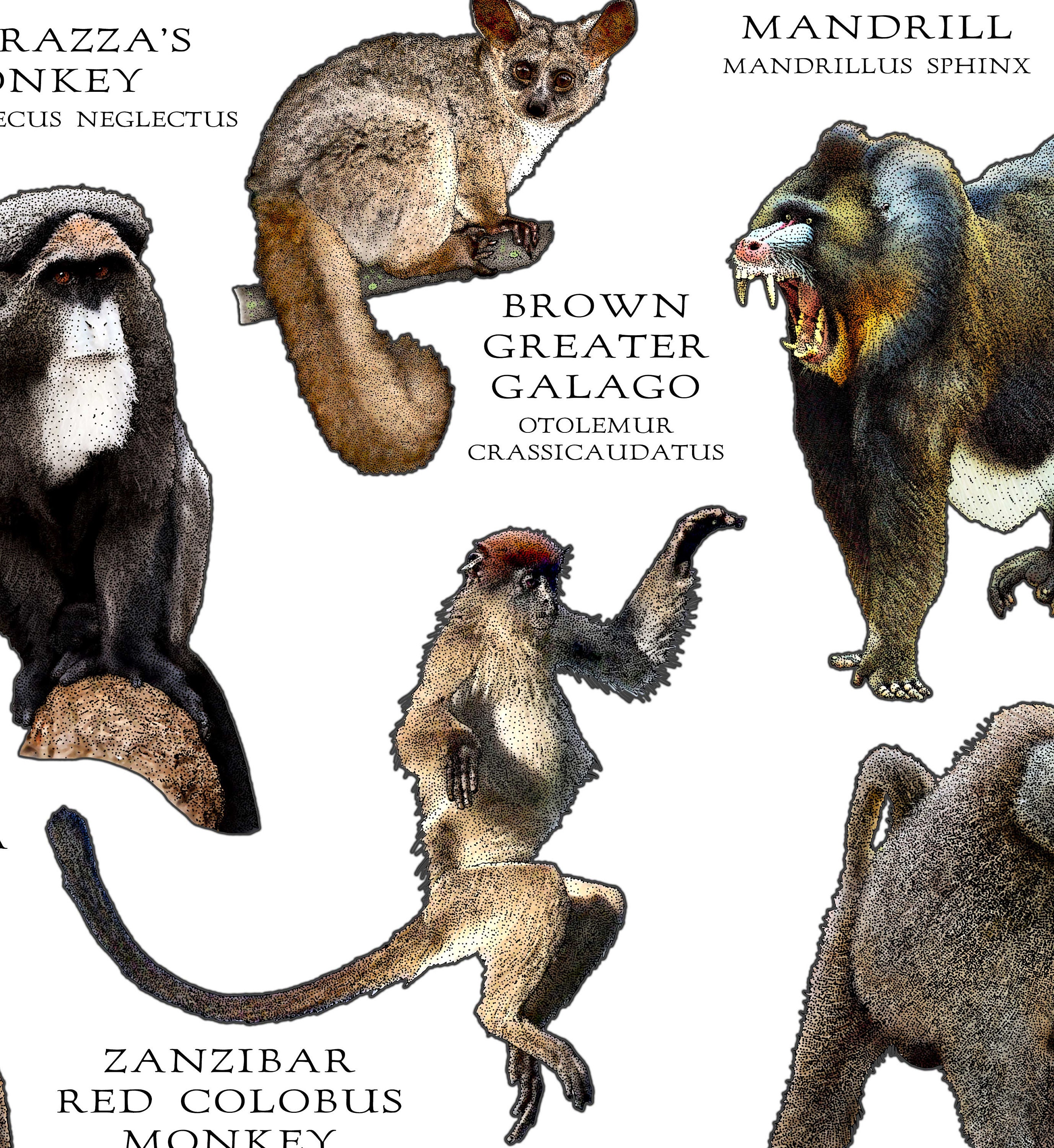 African Apes List