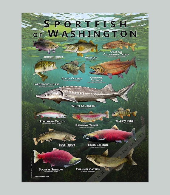 ワシントン州の淡水スポーツ魚のポスタープリント/フィールドガイド