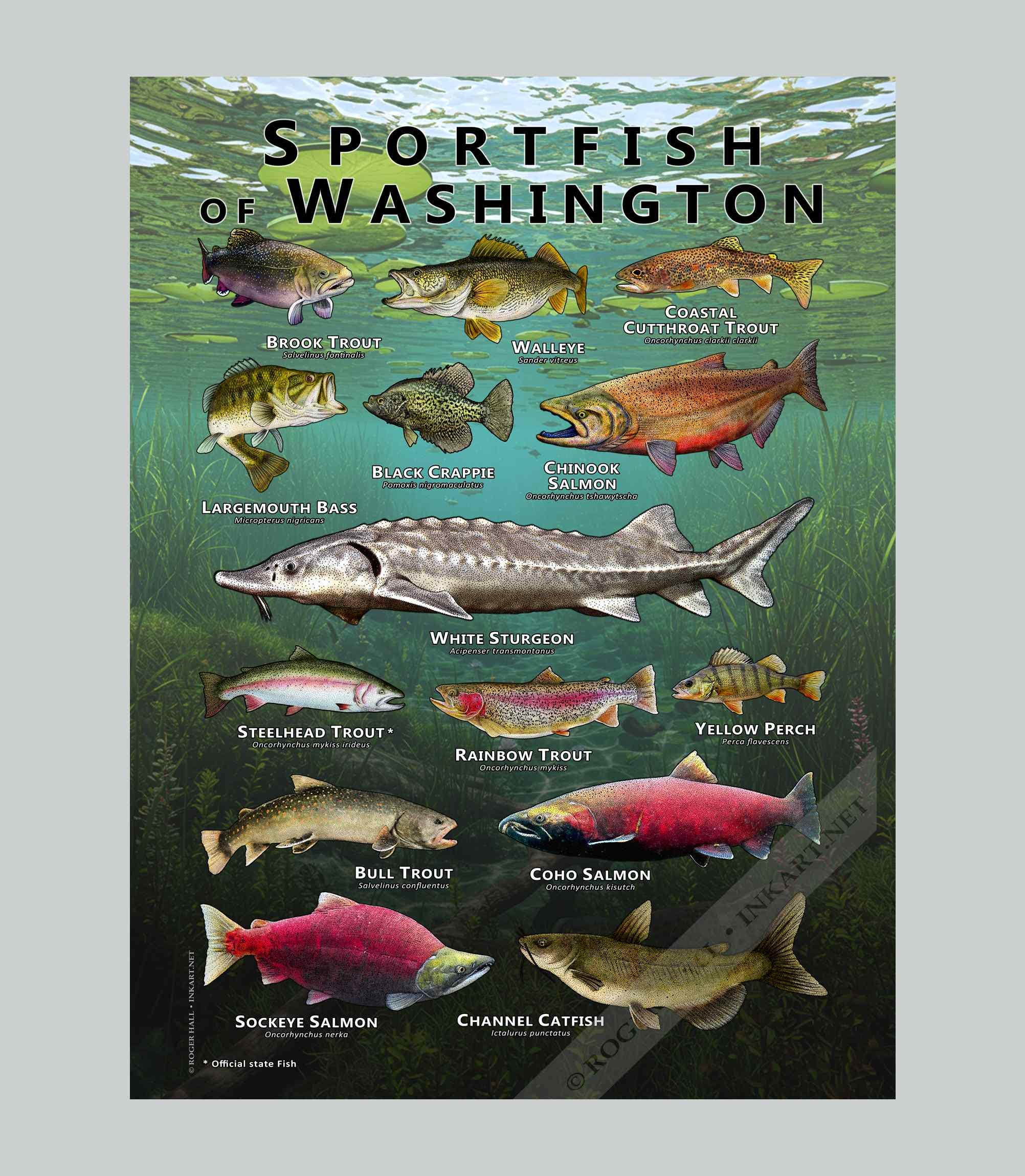 ワシントン州の淡水スポーツ魚のポスタープリント/フィールドガイド