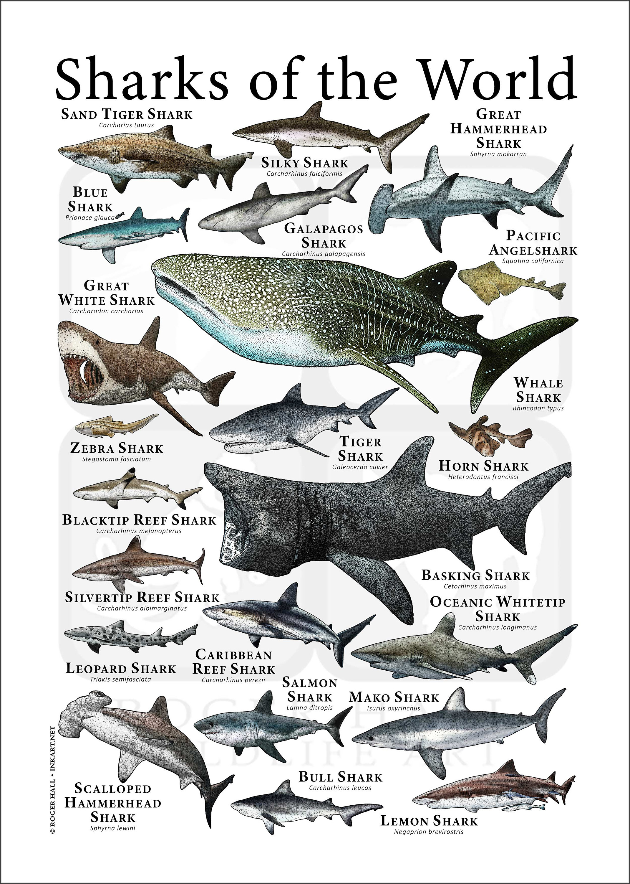 Sharks of the World Poster Print - SIGNED BY ARTIST! - Etsy Canada
