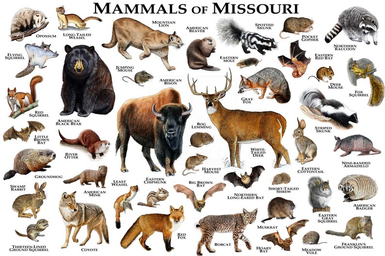 Mammals of Missouri Poster Print / Missouri Mammals Field Etsy