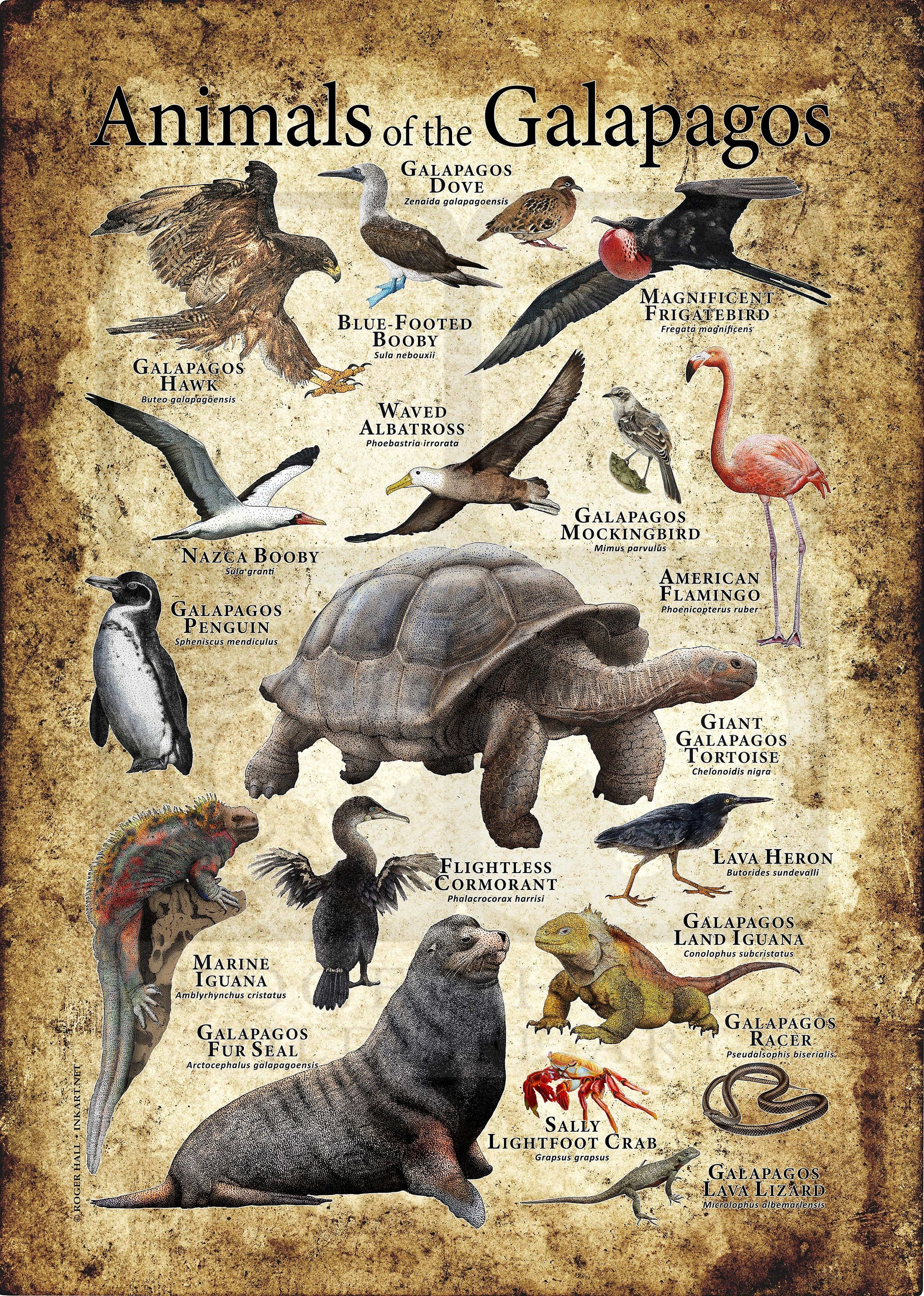 Animals of the Galapagos Islands Poster Print - Etsy Canada Animals of the Galapagos Islands Poster Print - Etsy Canada