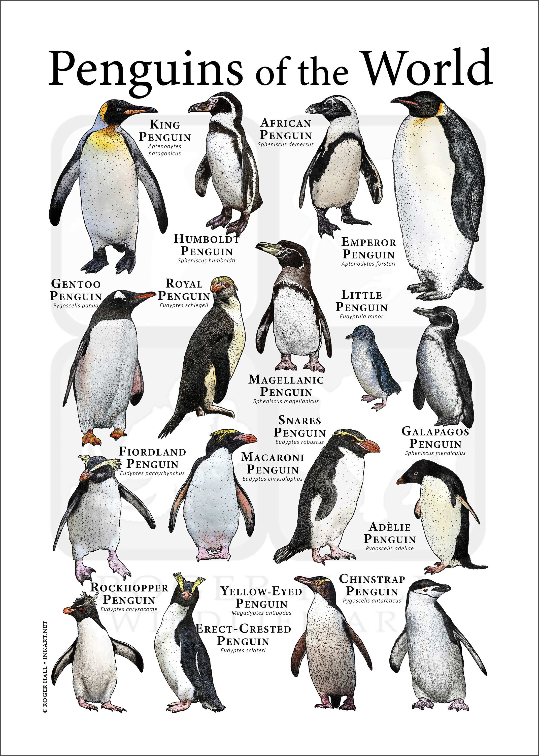 Penguins of the World Poster Print - SIGNED BY ARTIST! - Etsy