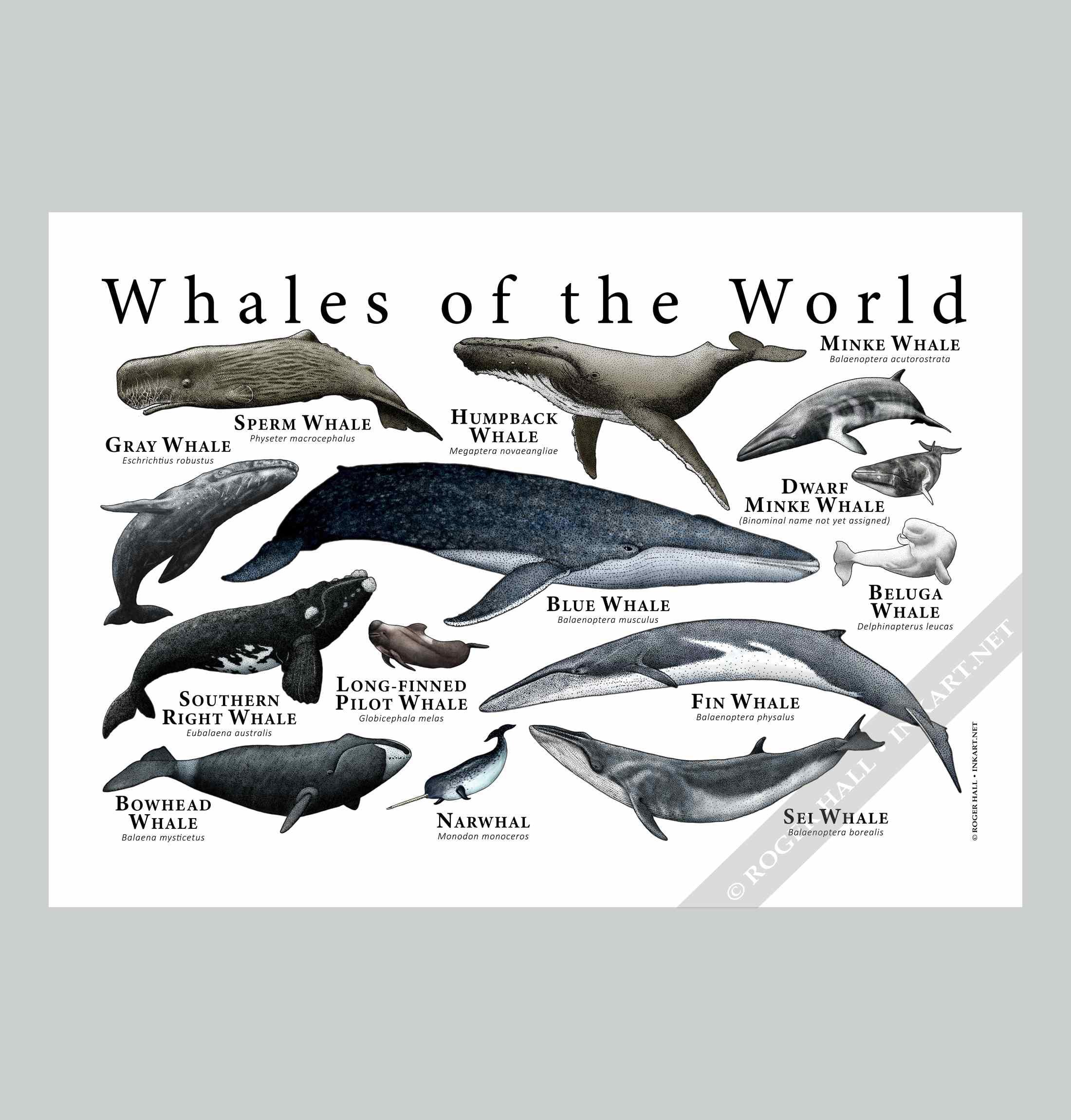 世界のクジラのポスタープリント - アーティストのサイン入り! - Etsy 日本