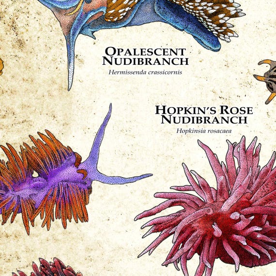 Nudibranchs of the World Poster Print - SIGNED BY ARTIST! - Etsy