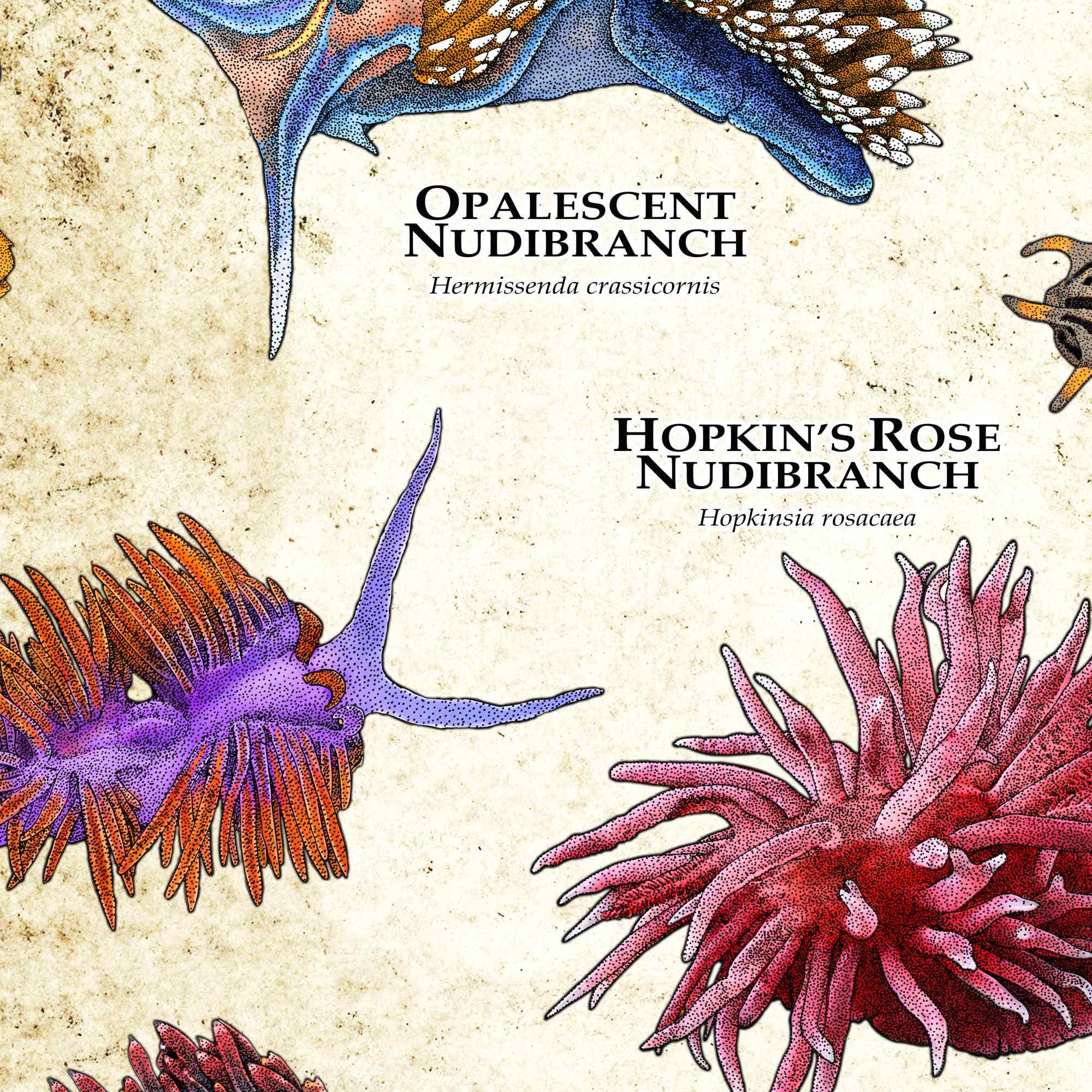 Nudibranchs of the World Poster Print - SIGNED BY ARTIST! - Etsy