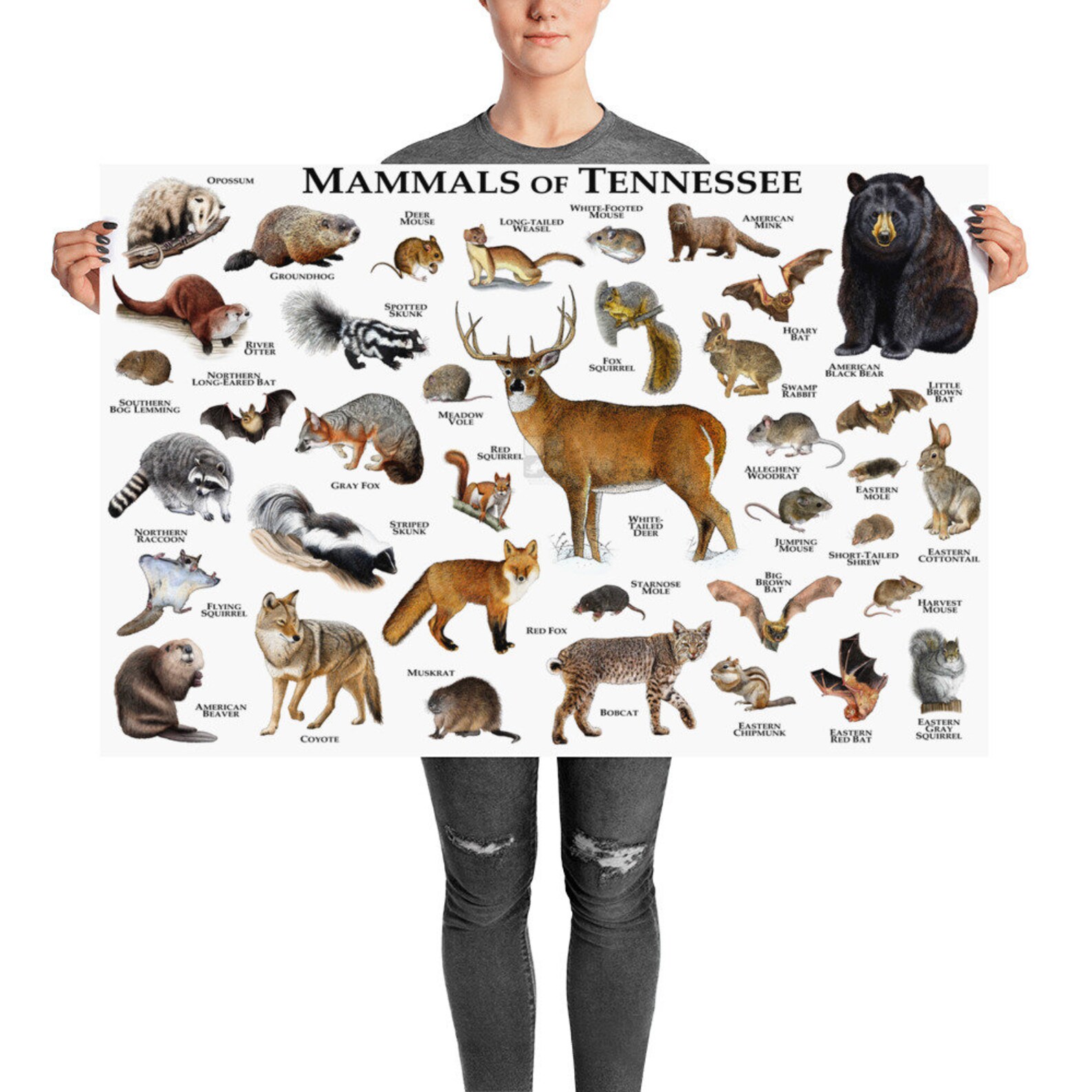 Mammals of Tennessee Poster Print / Tennessee Mammals Field Etsy