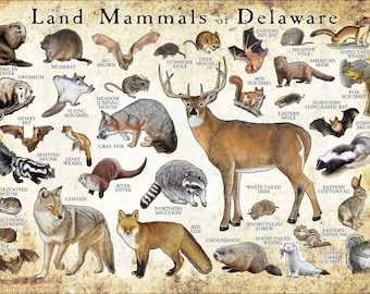 Mammals of Delaware Poster Print / Delaware Mammals Field Guide / Animals of Delaware