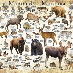 Impresión de póster de mamíferos de Montana / Guía de campo de mamíferos de Montana / Animales de Montana - ¡FIRMADO POR EL ARTISTA!