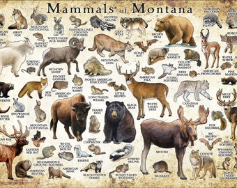 Mammals of Montana Poster Print / Montana Mammals Field Guide / Animals of Montana