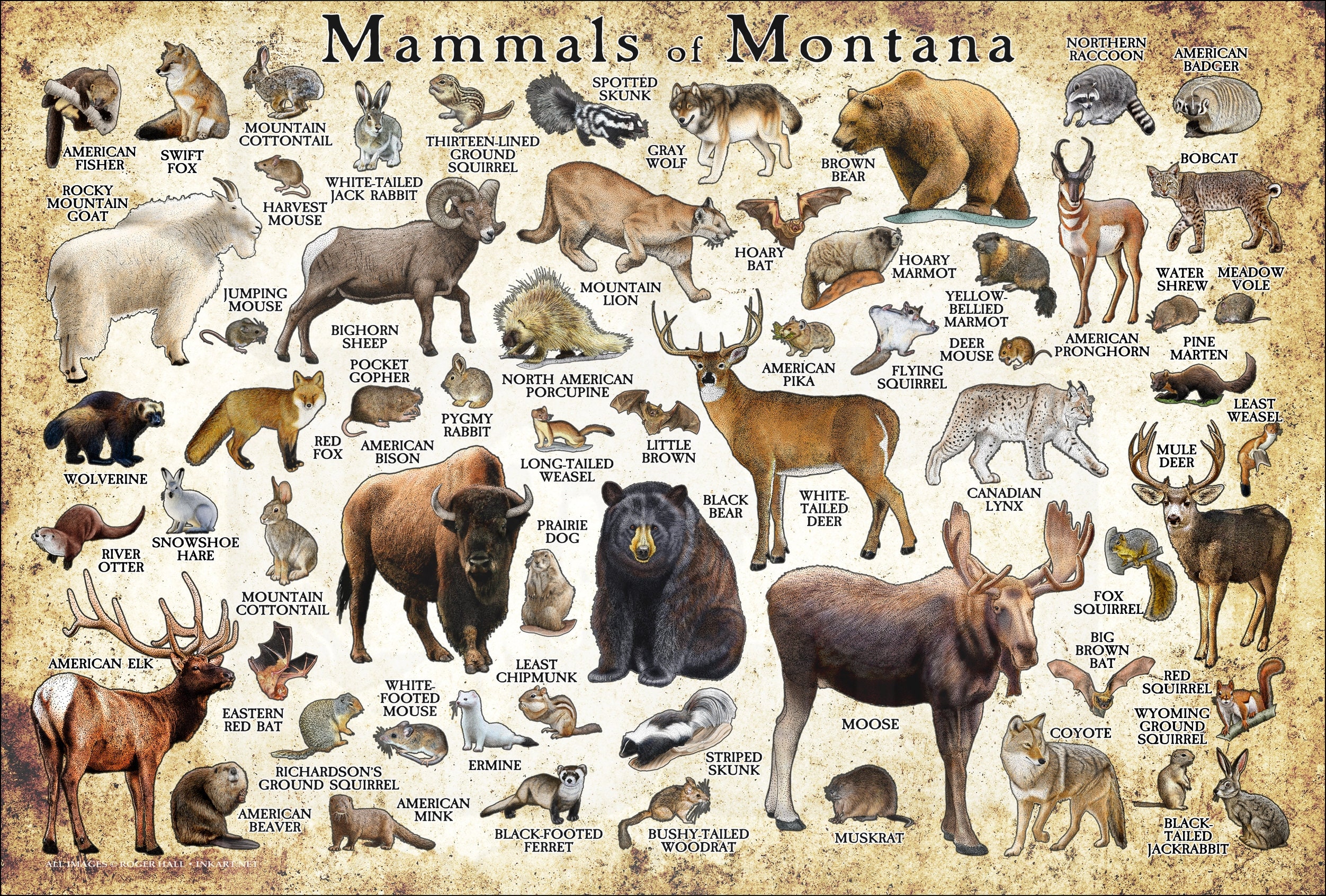 Mammals of Montana Poster Print / Montana Mammals Field Guide / Animals of Montana - SIGNED BY ARTIST!