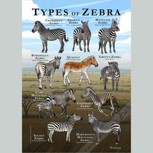 The Types of Zebra poster features accurate illustrations of these amazing African animals. The artwork is printed on premium matte paper.