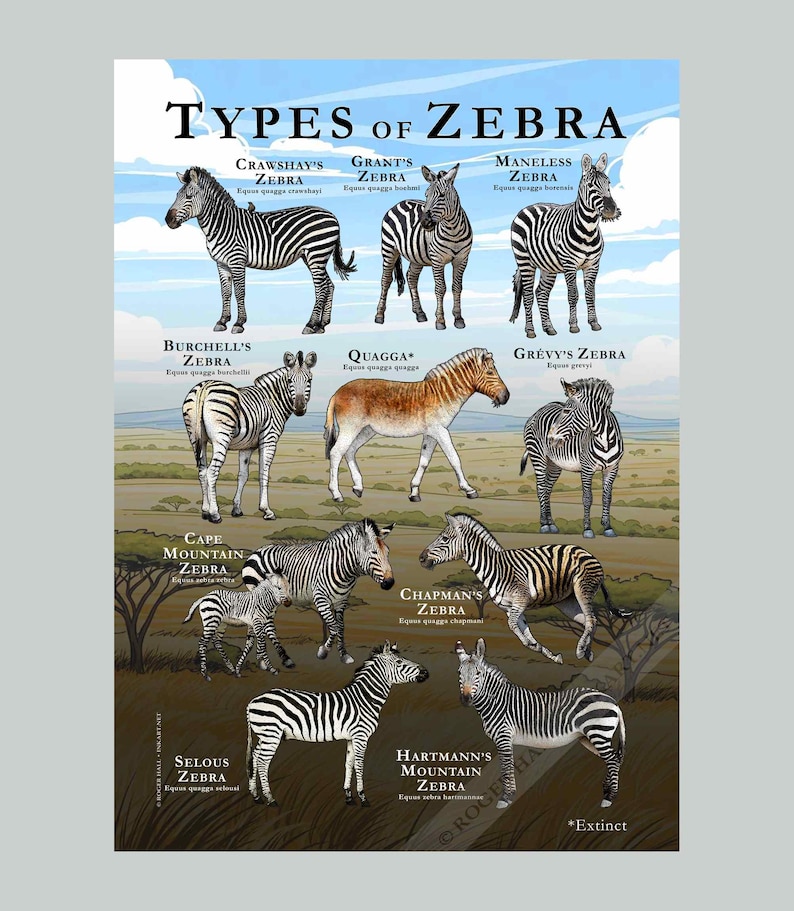 The Types of Zebra poster features accurate illustrations of these amazing African animals. The artwork is printed on premium matte paper.