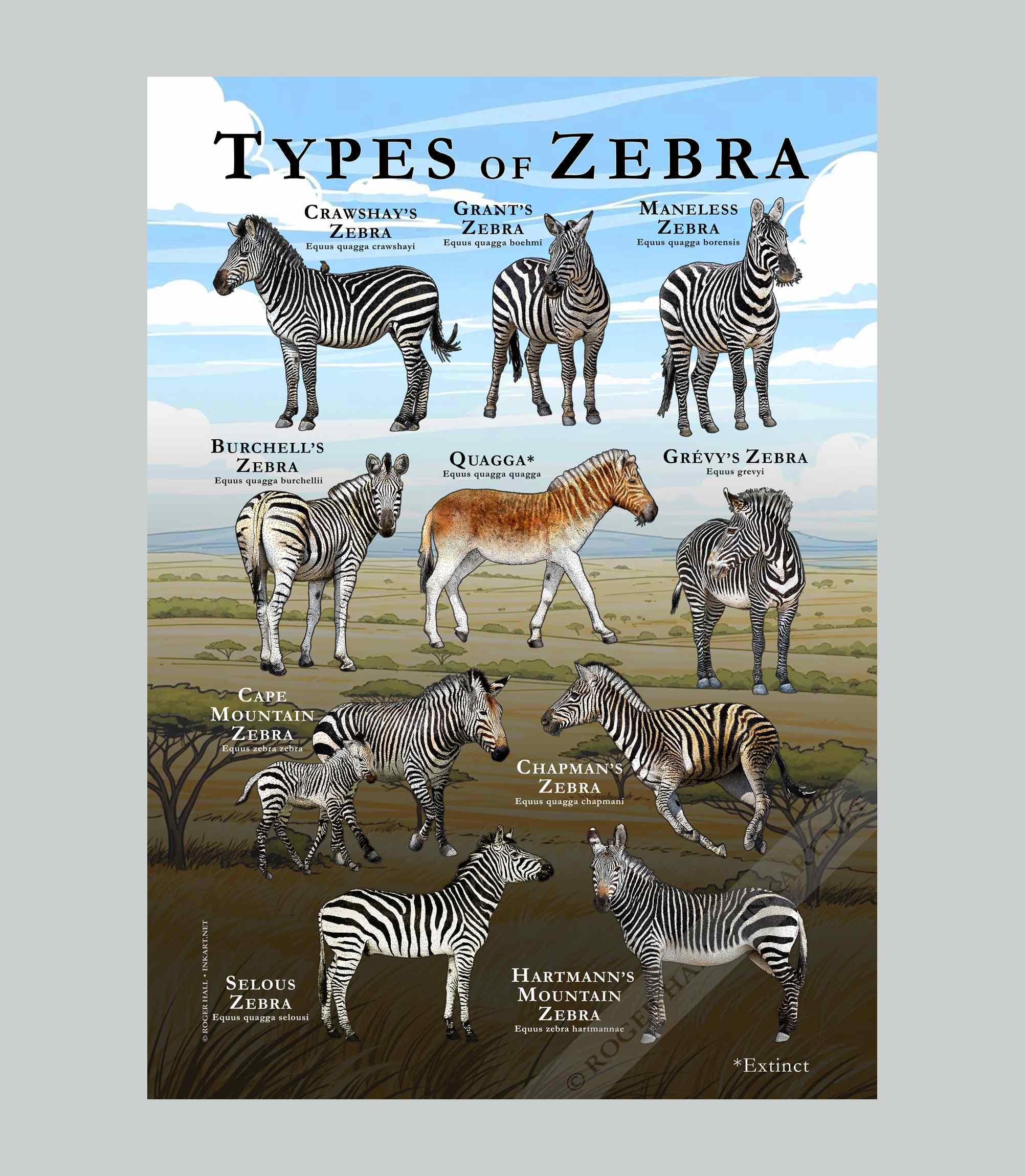 シマウマの種類のポスター / フィールド ガイド - アーティストの