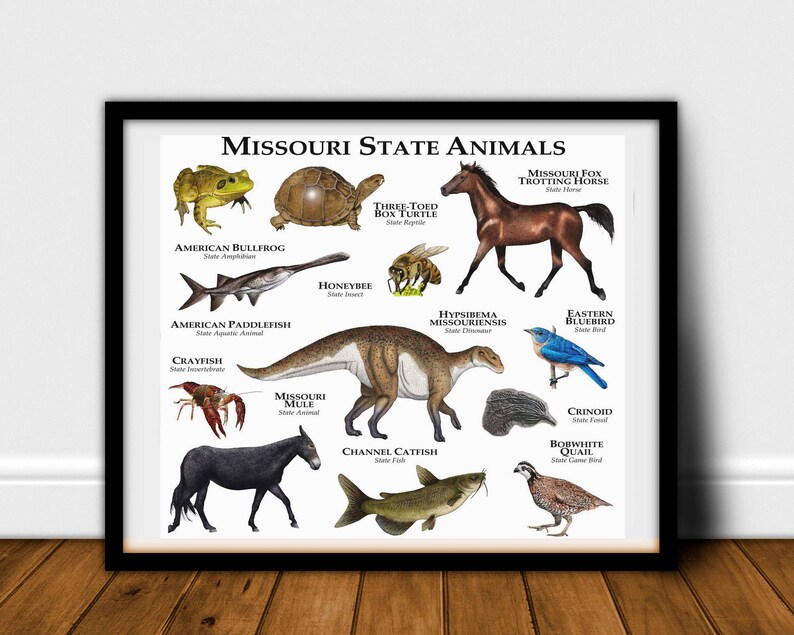 Missouri State Animals Poster Print | Etsy