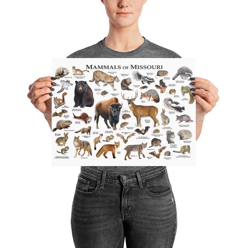 Mammals of Missouri Poster Print / Missouri Mammals Field Etsy