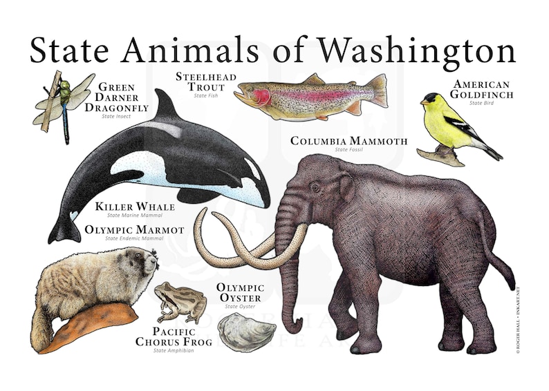 Washington State Animals Poster Print Etsy