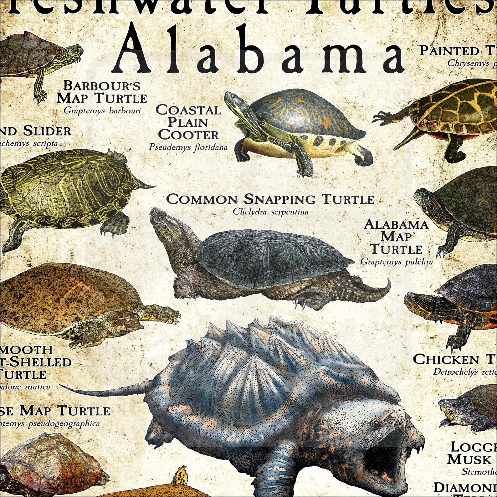 Freshwater Turtles of Alabama Poster Print/field Guide - SIGNED BY ...