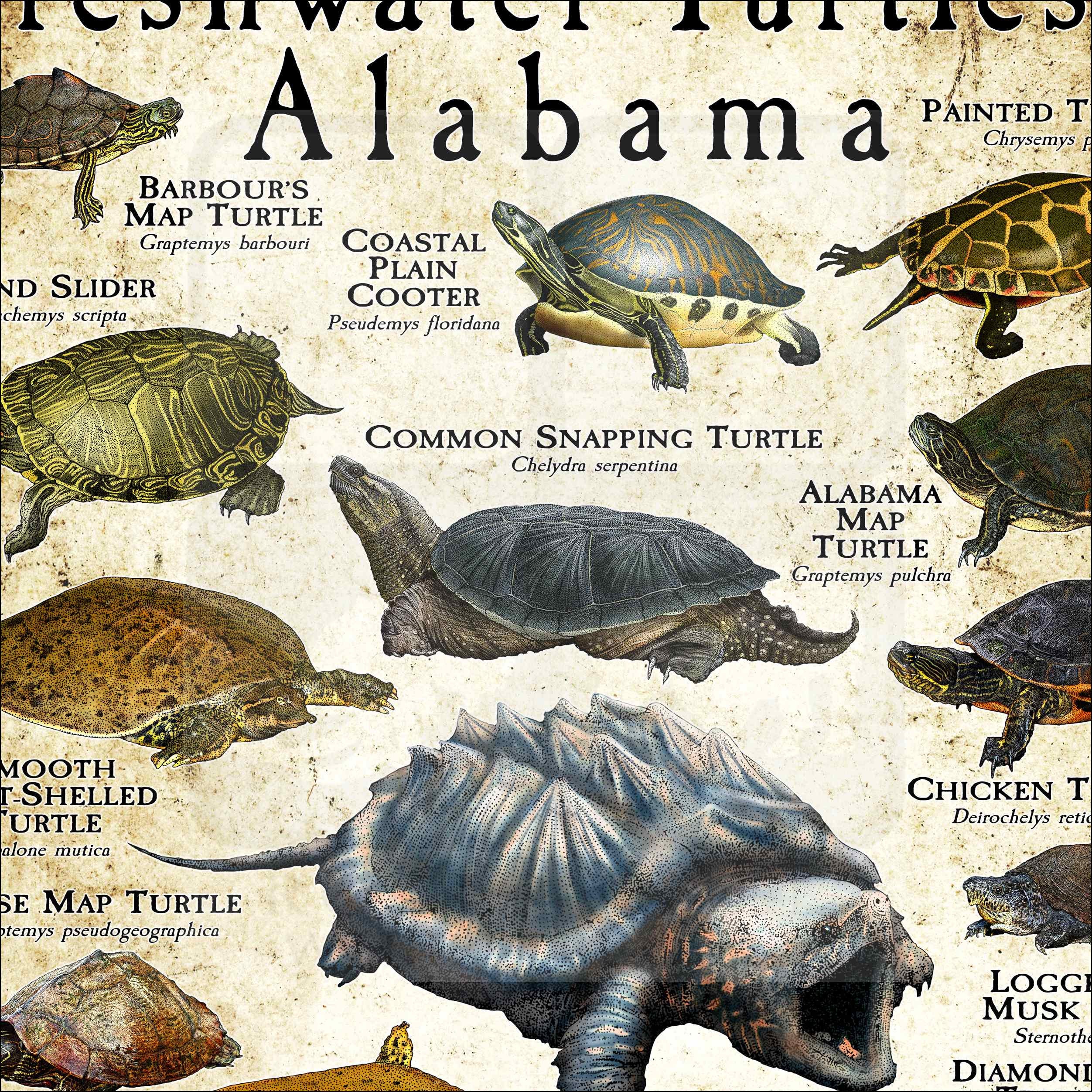 Freshwater Turtles of Alabama Poster Print/field Guide - SIGNED BY ...