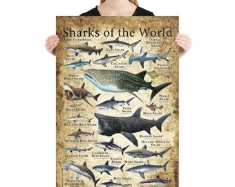 Sharks of the World Poster Print - SIGNED BY ARTIST! - Etsy Sweden