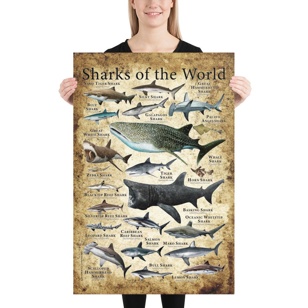Sharks of the World Poster Print - SIGNED BY ARTIST! - Etsy