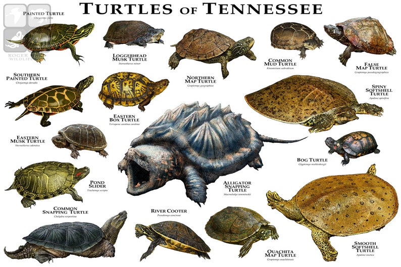 Turtles of Tennessee Art Print / Field Guide Etsy