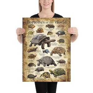 Tortoises of the World Poster Print image 5