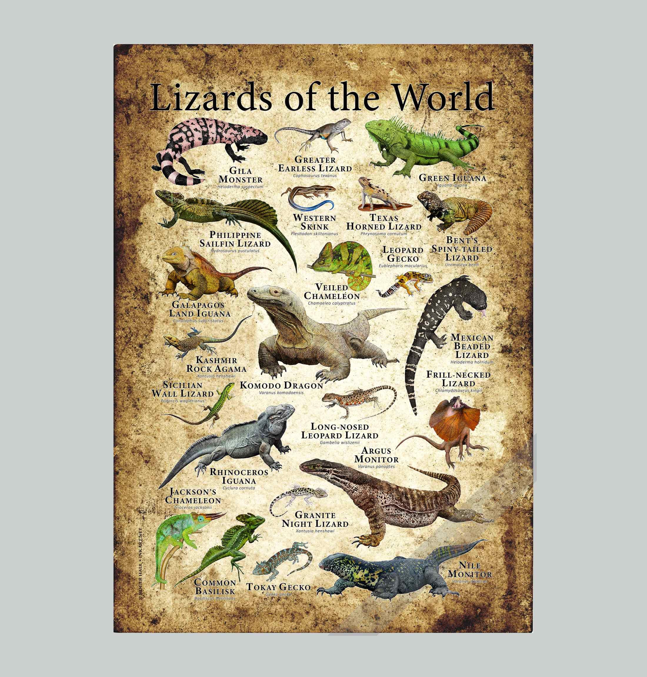 世界のトカゲのポスタープリント - アーティストのサイン入り! - Etsy 日本