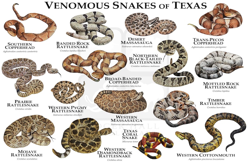 Venomous Snakes of Texas Art Print / Field Guide | Etsy