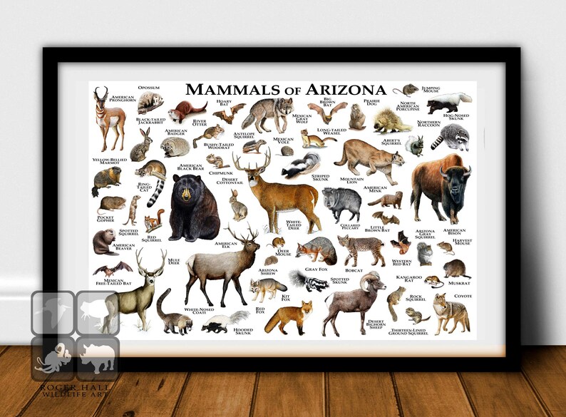Mammals of Arizona Poster Print / Arizona Mammals Field Guide | Etsy