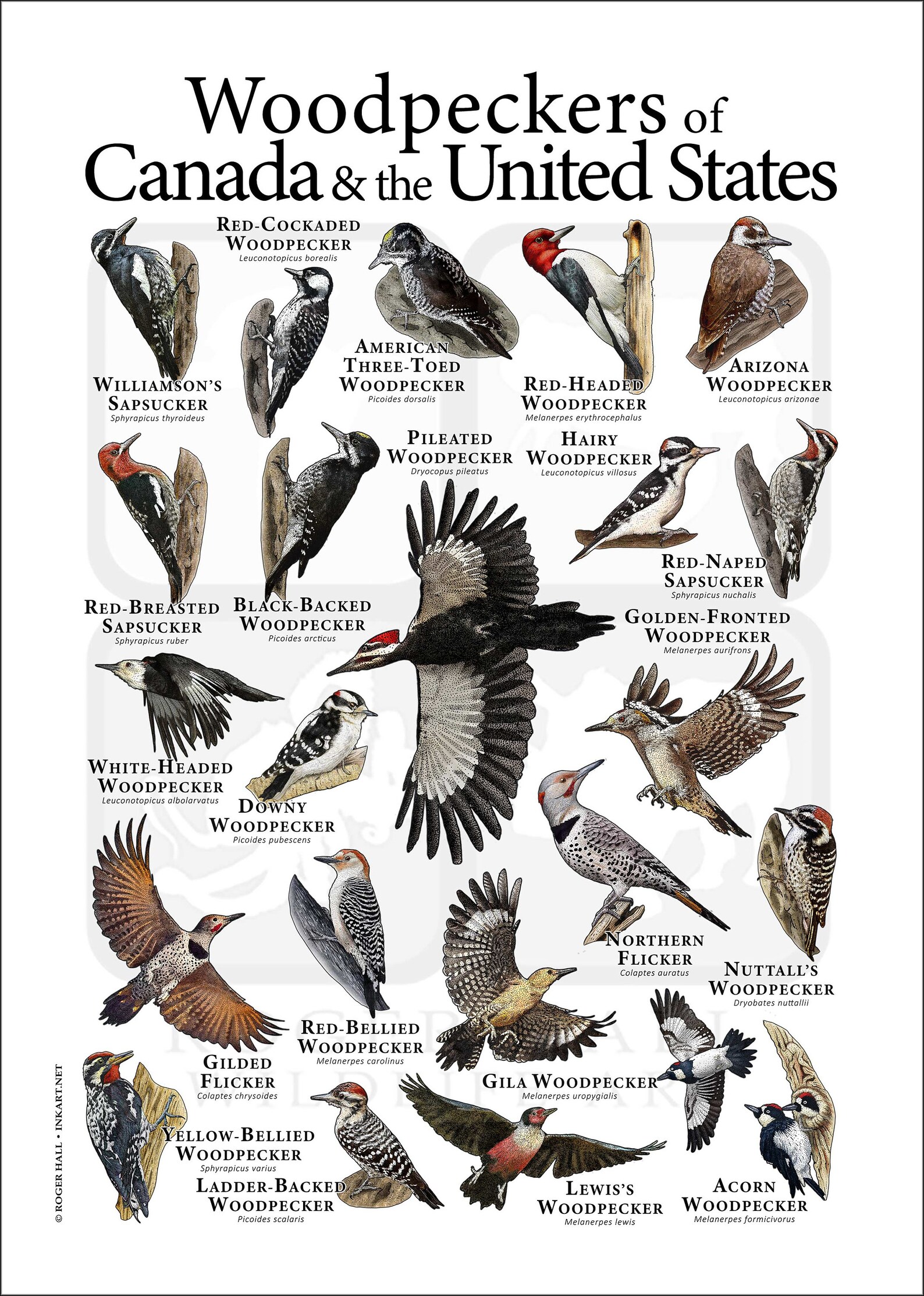 Woodpeckers of Canada & the United States Poster / Field Guide | Etsy