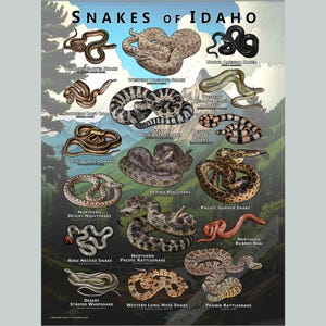 Snakes of Idaho poster print/veldgids - GESIGNEERD DOOR KUNSTENAAR!