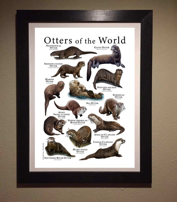 Otter der Welt Poster / Feldführer | Etsy Österreich