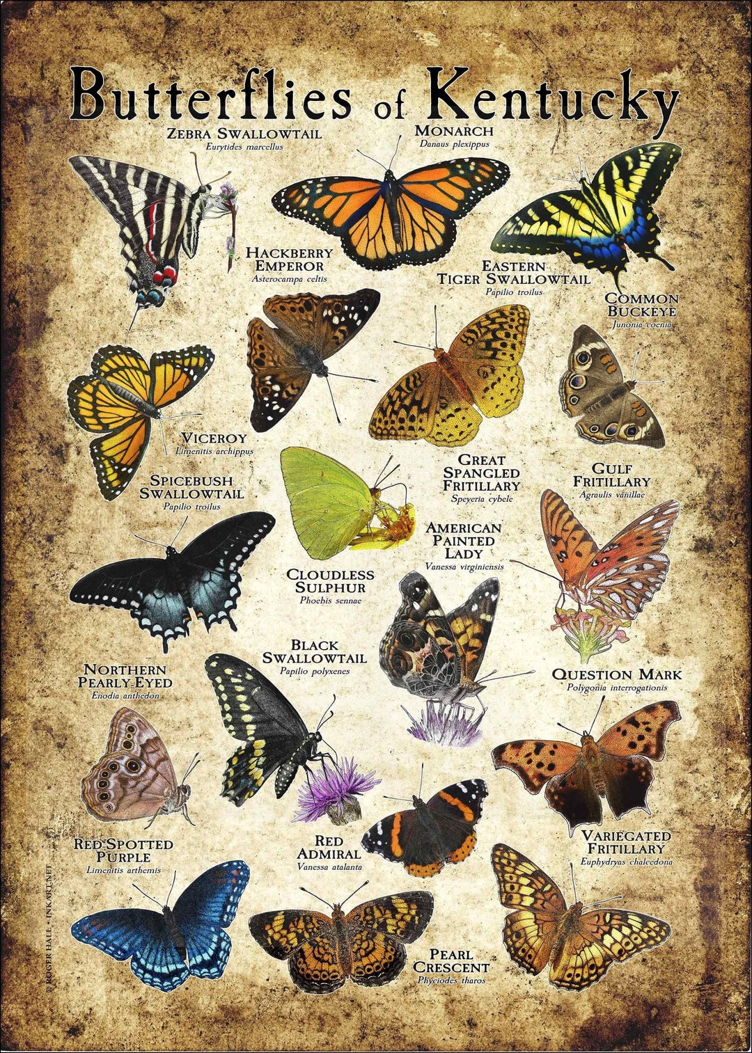 Butterflies of Kentucky Poster Print Field Guide Etsy